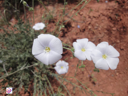 Eynali wild Flowers Tabriz